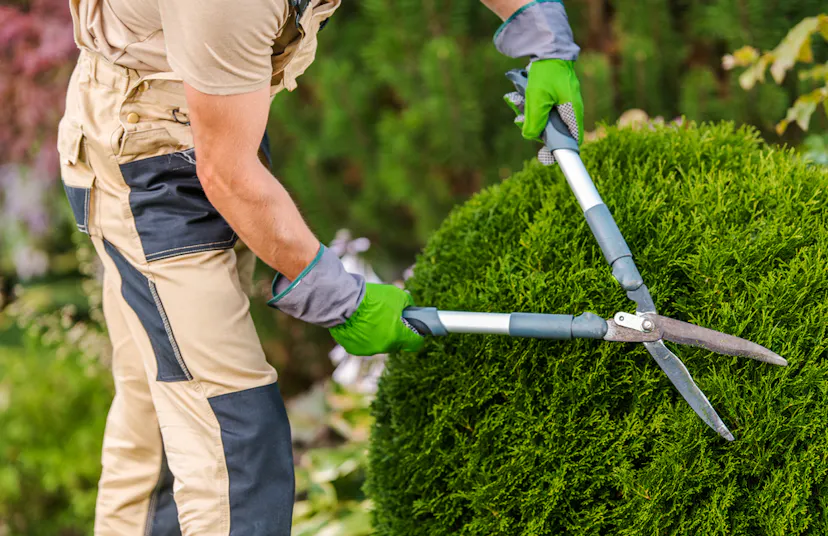 A gardener is terming Plants in a circular shape with Plant shearer in garden in Essex UK
