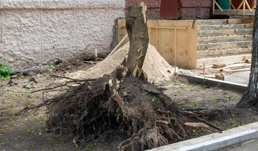 Tree uprooted and resting in soil need Stump Removal Essex UK.