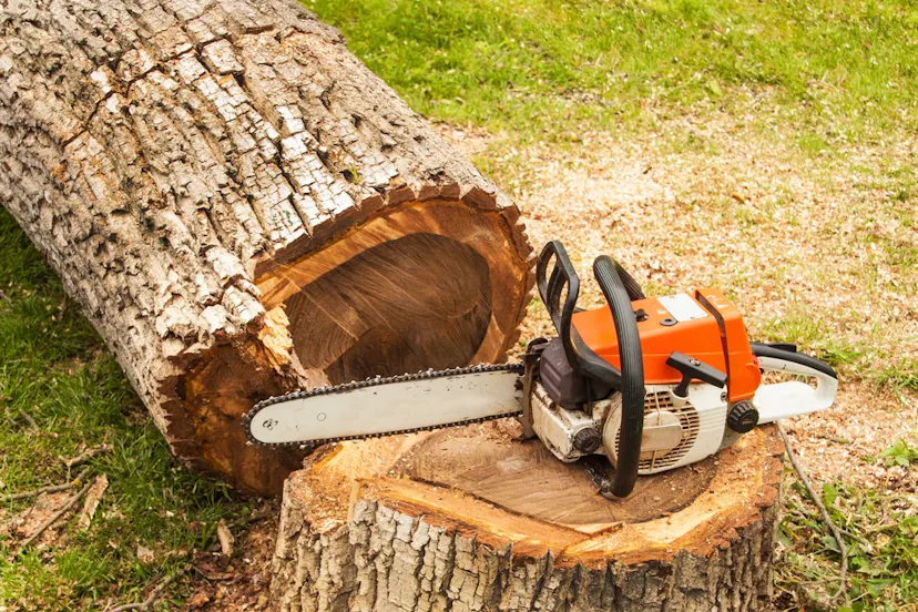 A chainsaw rests on the stump of a freshly cut tree, with a large log laying beside it and some wood chips scattered around, indicative of professional tree surgery in Essex County, UK.