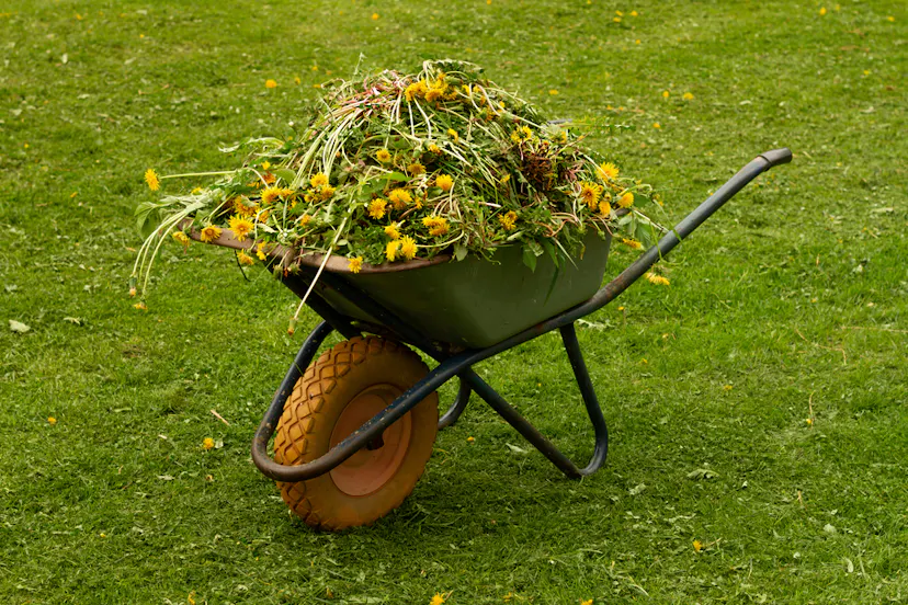 A Wheelbarrow filled with green waste and trimmed plant wast in a garden in Essex UK