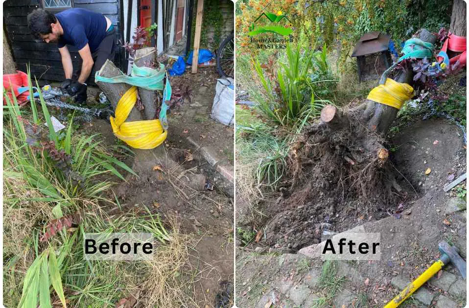 before and after of stump removal in Essex UK