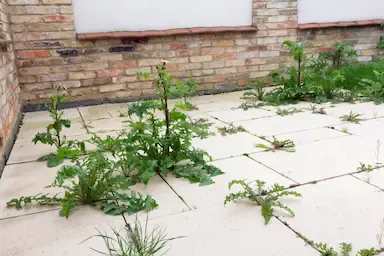A paved courtyard with several weeds growing between the tiles. The area is bordered by brick walls and windowsills in Essex UK
